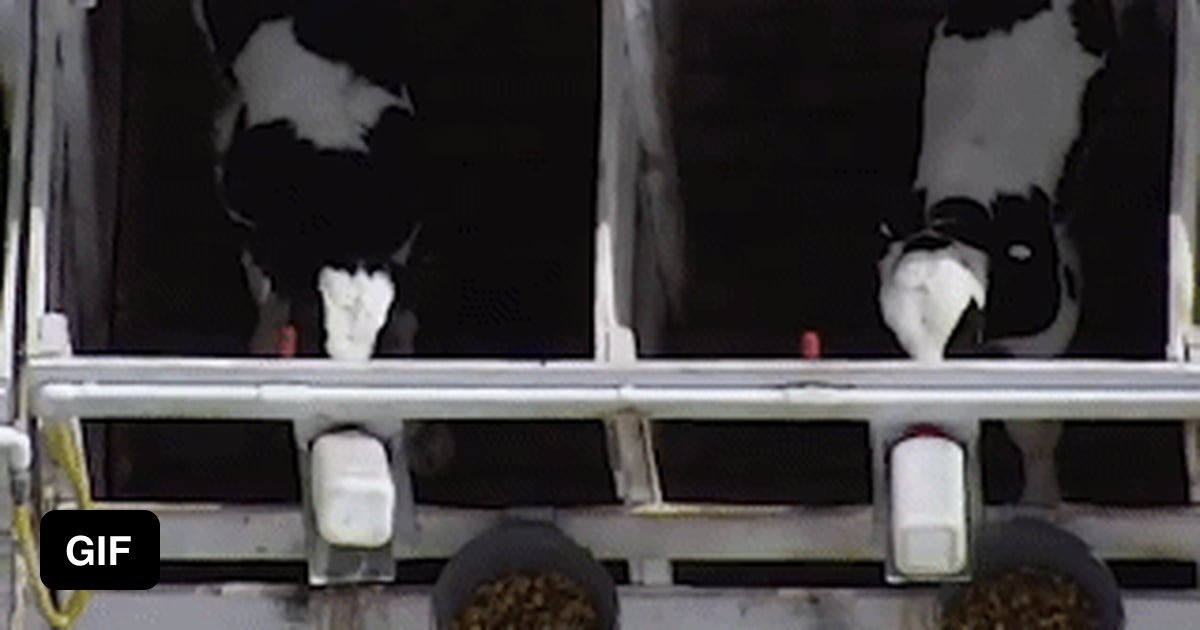 Drone footage of a dairy farm 9GAG