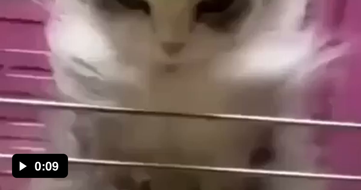 Cat memes to keep you motivated - 9GAG