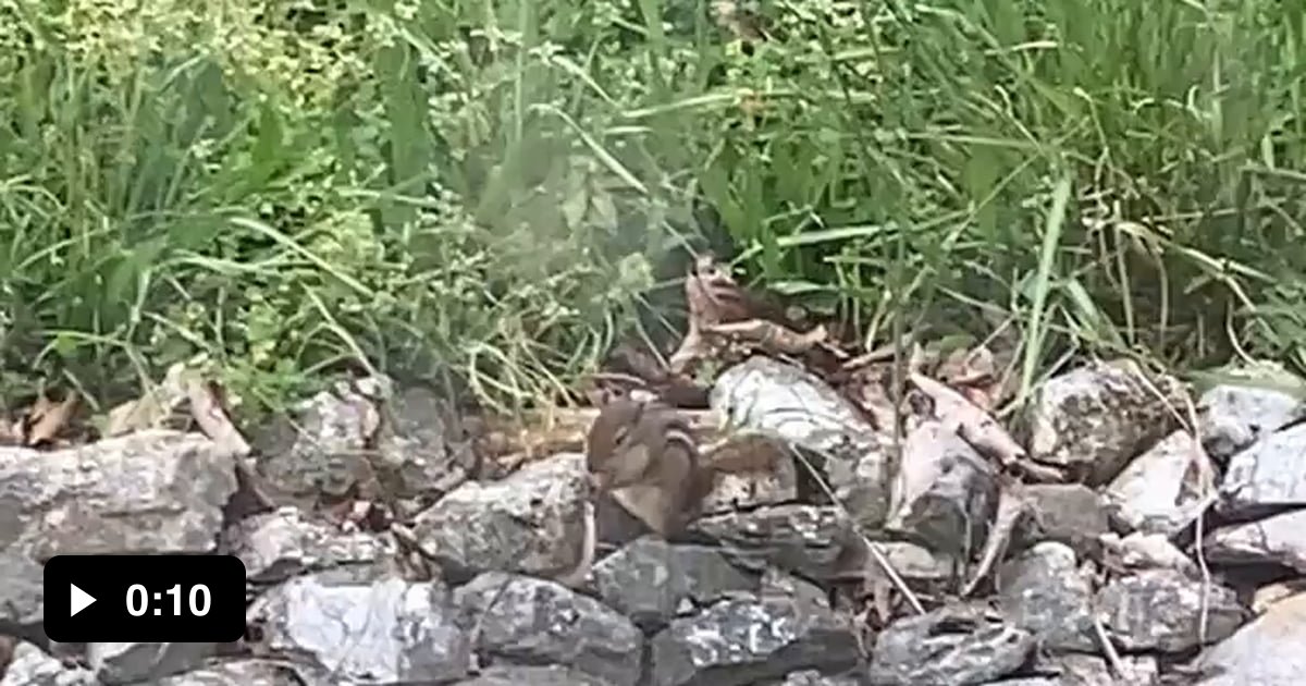 Caught a chipmunk eating a snake - 9GAG