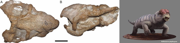 Bulbasaurus: a speciment of an early mammal who lived around 250 ...