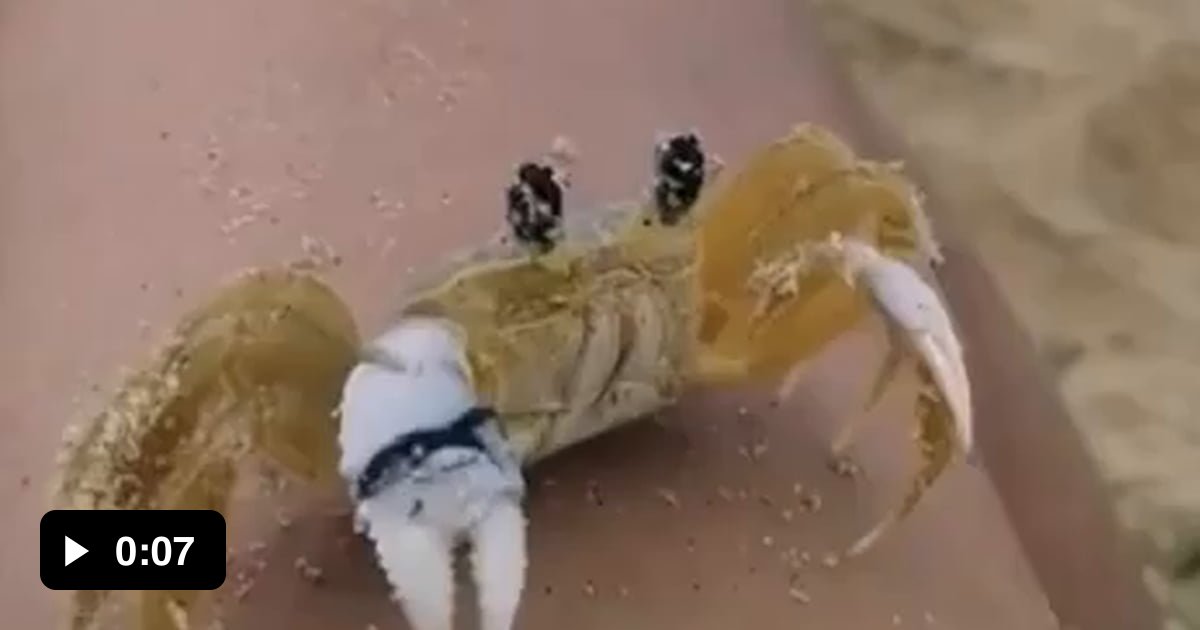 Crab cleaning sand off its eyes 9GAG
