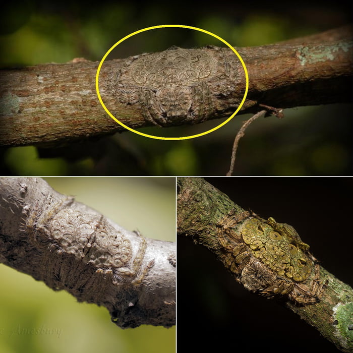 Wrap-around spiders flatten themselves so perfectly against the surface ...