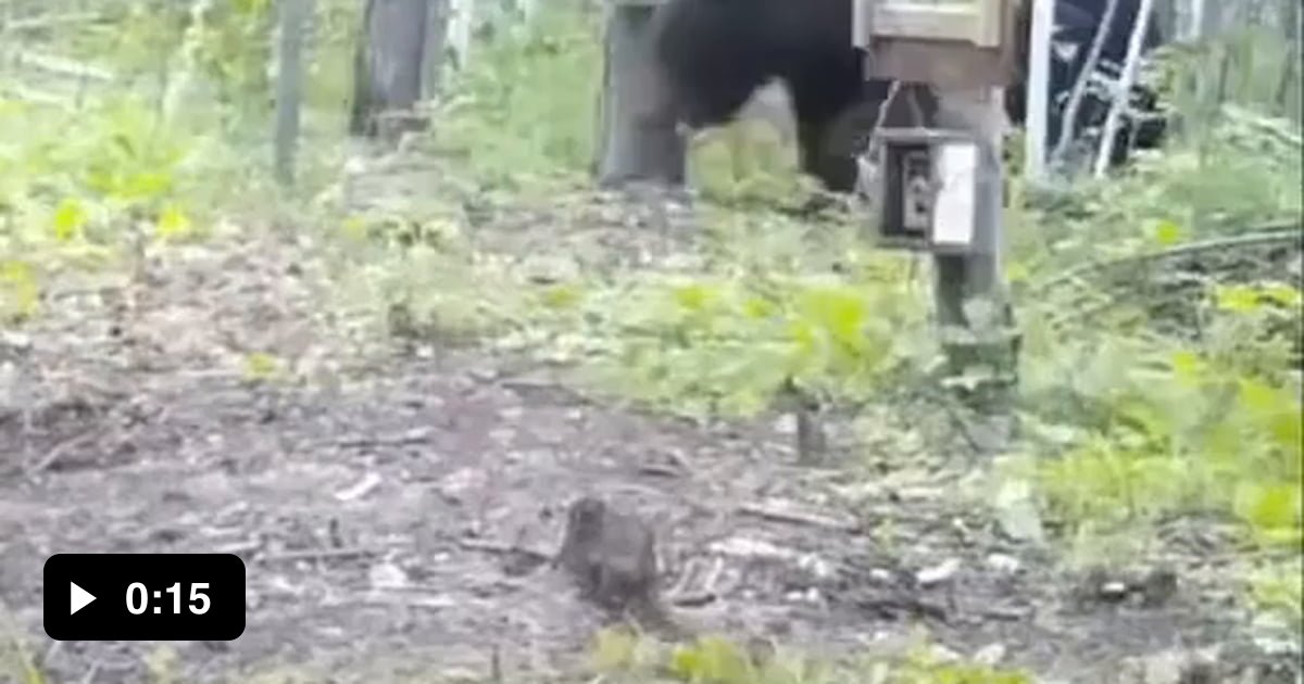 Black Bear discovers Mirror and does not like what it sees 9GAG