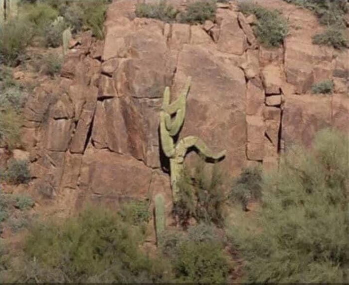 Cactus In Mexico Trying To Scape Gag