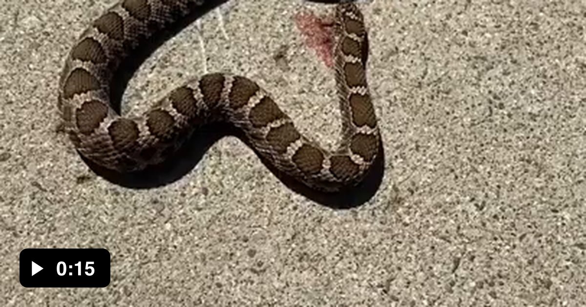 Headless Rattlesnake biting itself 9GAG