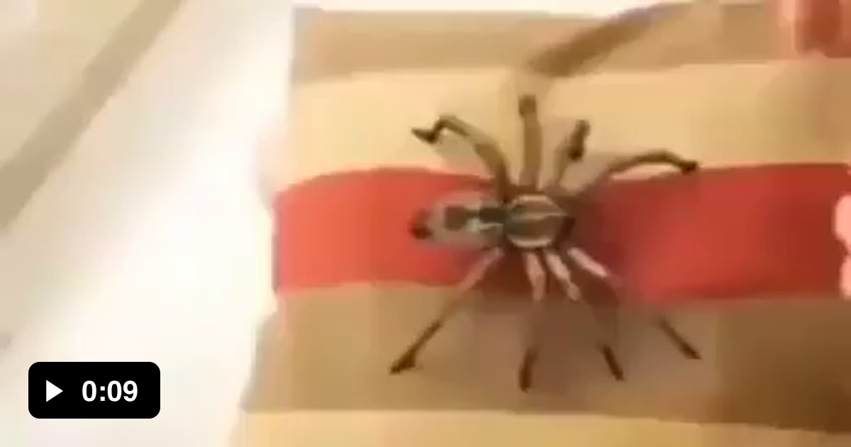 Playing with spider pet - 9GAG