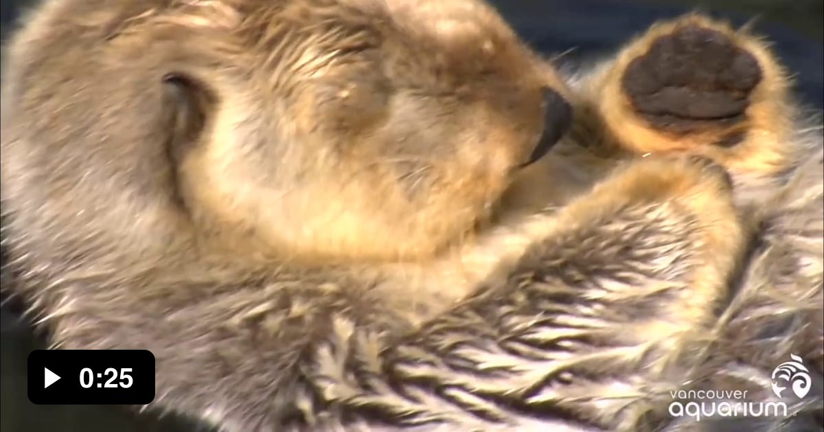 Otters Holding Hands - 9gag