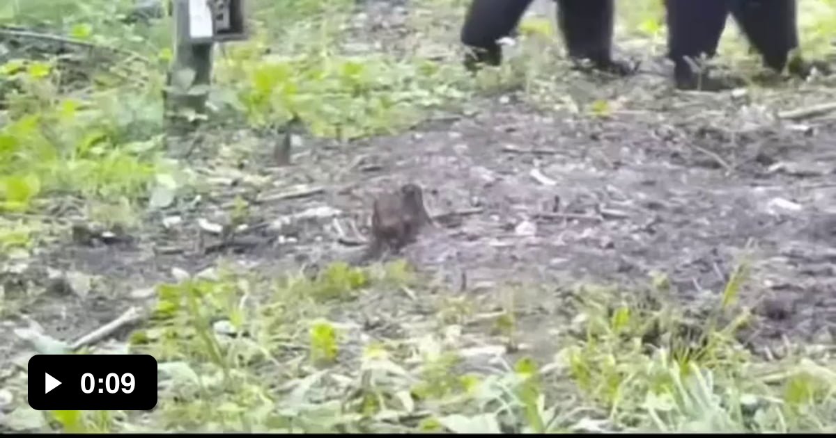 Bear sees his reflection in a mirror 9GAG