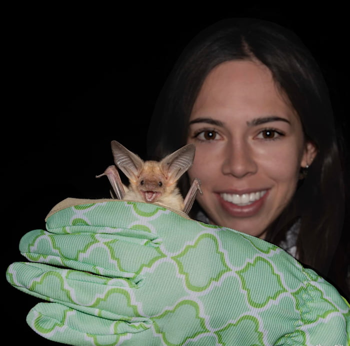 The Pallid Bat mostly eats ground dwelling arthropods, such as desert