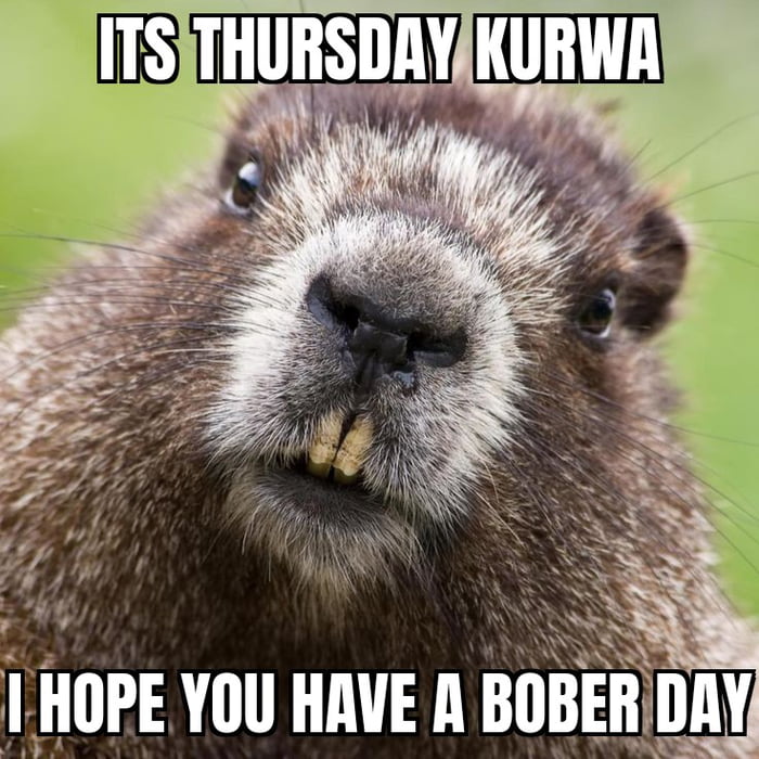 Bober Thursday - 9GAG