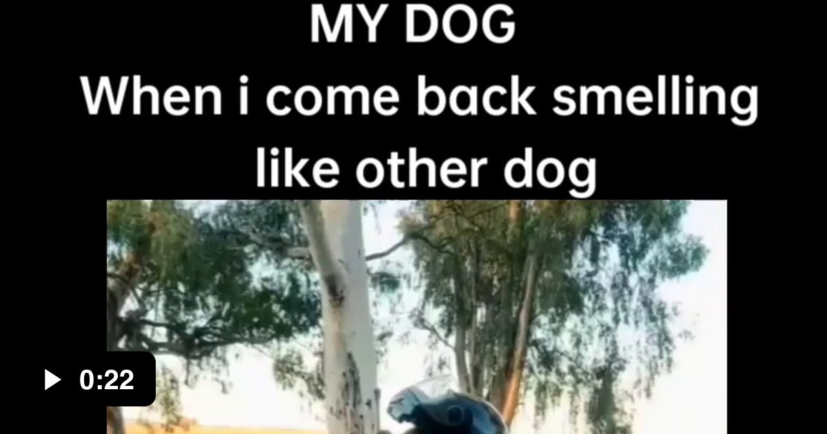 MY DOG when i am back home smelling like other dogs 9GAG
