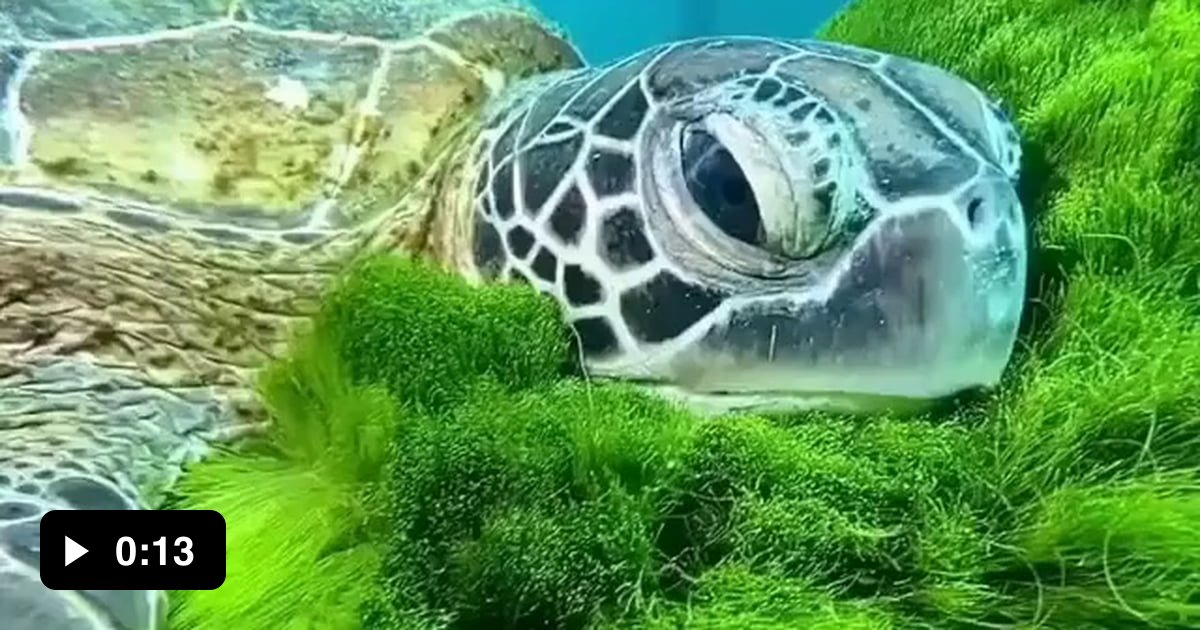 Turtle resting on green algae. - 9GAG