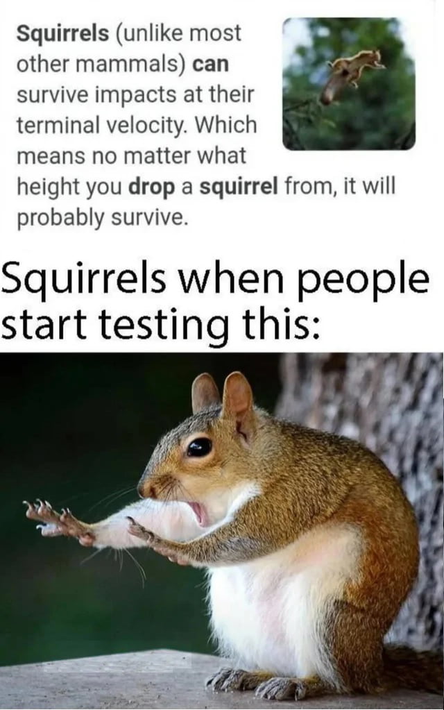 Squirrel have natural Sorcerer spells and they can cast Feather Fall at