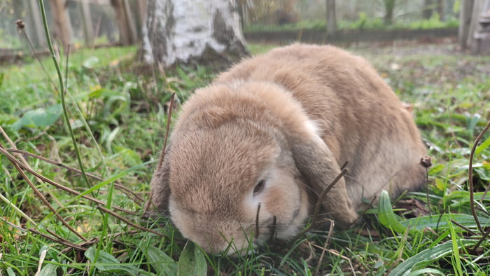 An adorable fluff ball shared on social media