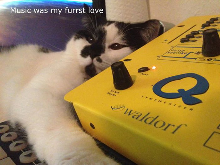 my cat loves music
