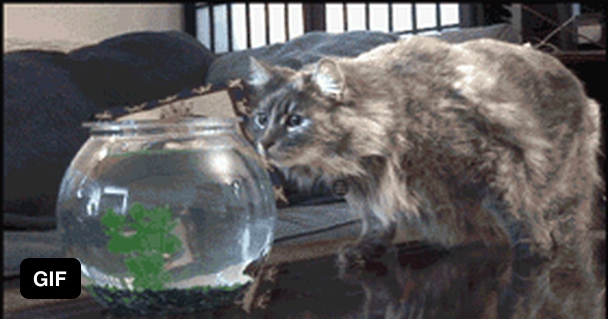 How To Keep Cat From Eating Your Fish. 9GAG