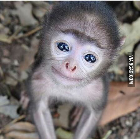 Ugly but cute but ugly but cute - 9GAG