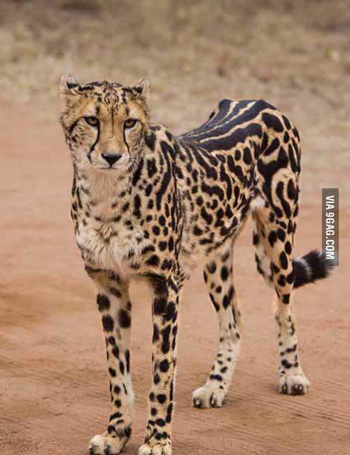 Striped cheetah - 9GAG