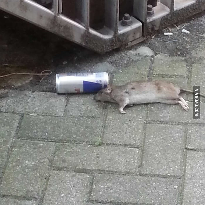 pædagog fokus Forkert Found this rat in our ally, Redbull killed me, deathwingssss - 9GAG