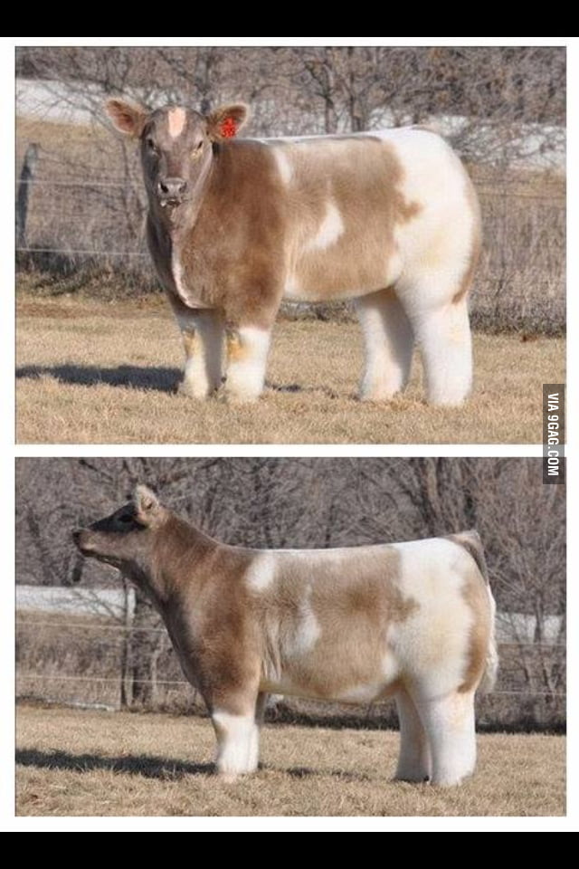 i-showered-a-cow-with-shampoo-and-blow-dried-it-and-got-this-9gag