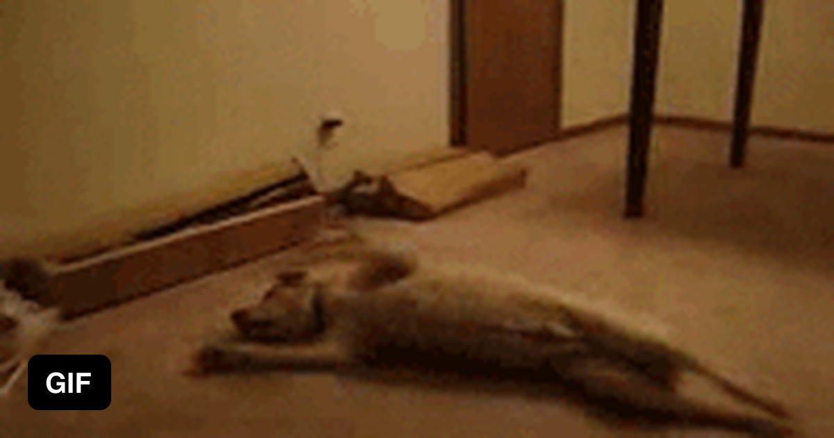 Bizkit the Sleepwalking Dog 9GAG