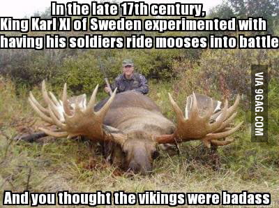 The Moose Cavalry - 9GAG
