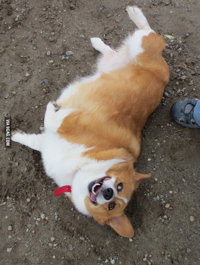 Her first trip to the dog park - 9GAG