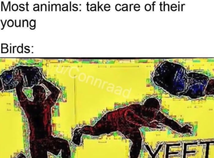 Deep fried yeet 9GAG