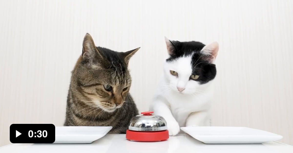 Cats ring bell for food. 9GAG