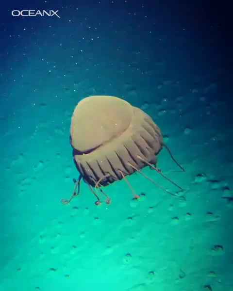 Deep sea jellyfish at 1,000 meters - 9GAG