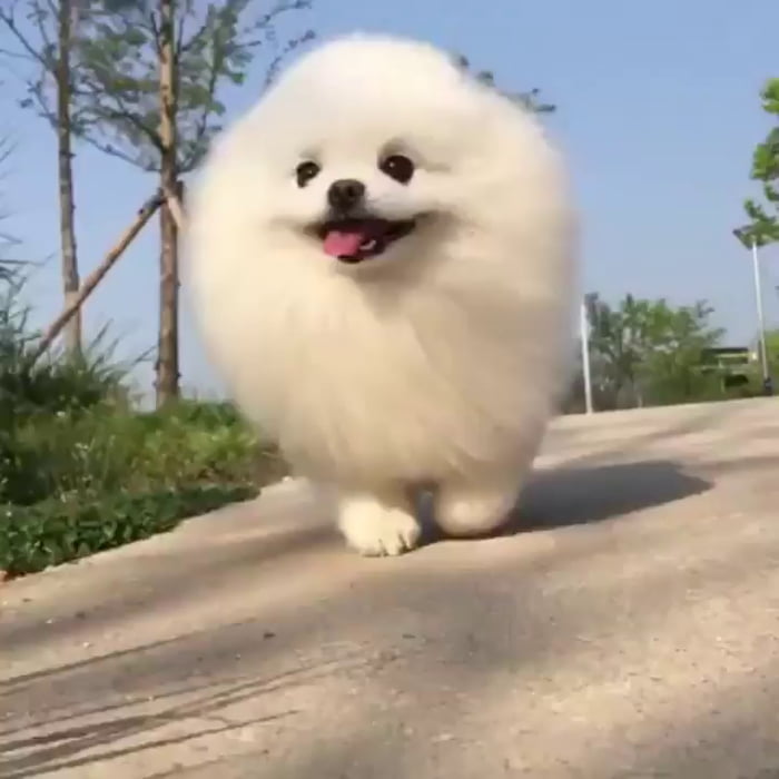 Cotton ball coming to save the day! - 9GAG