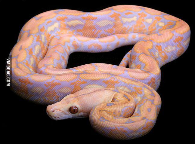 Lavender Albino Tiger Reticulated Python - Funny.
