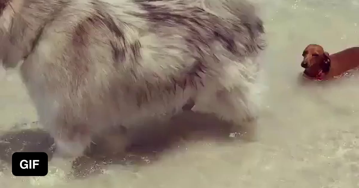 Sausage dog problems 9GAG