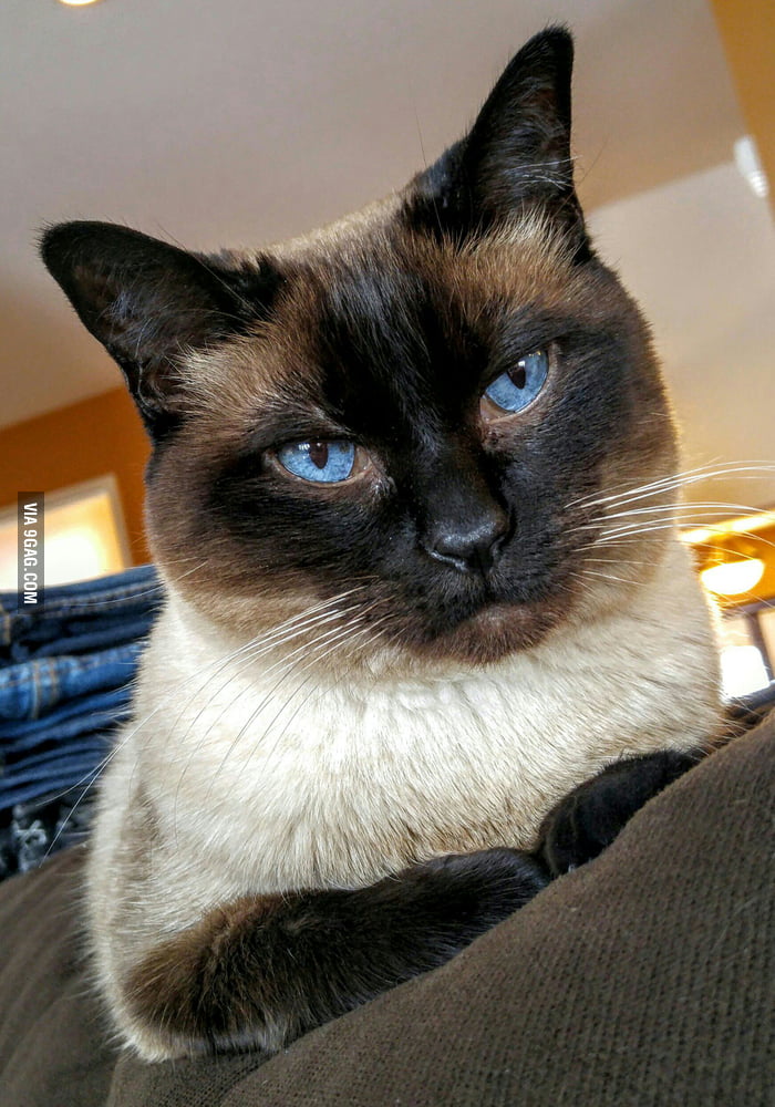 To all the other people who own cats with gorgeous eyes - 9GAG