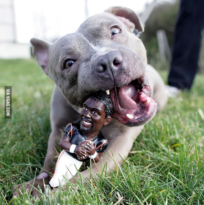 Dog chewing on a Michael Vick toy - 9GAG