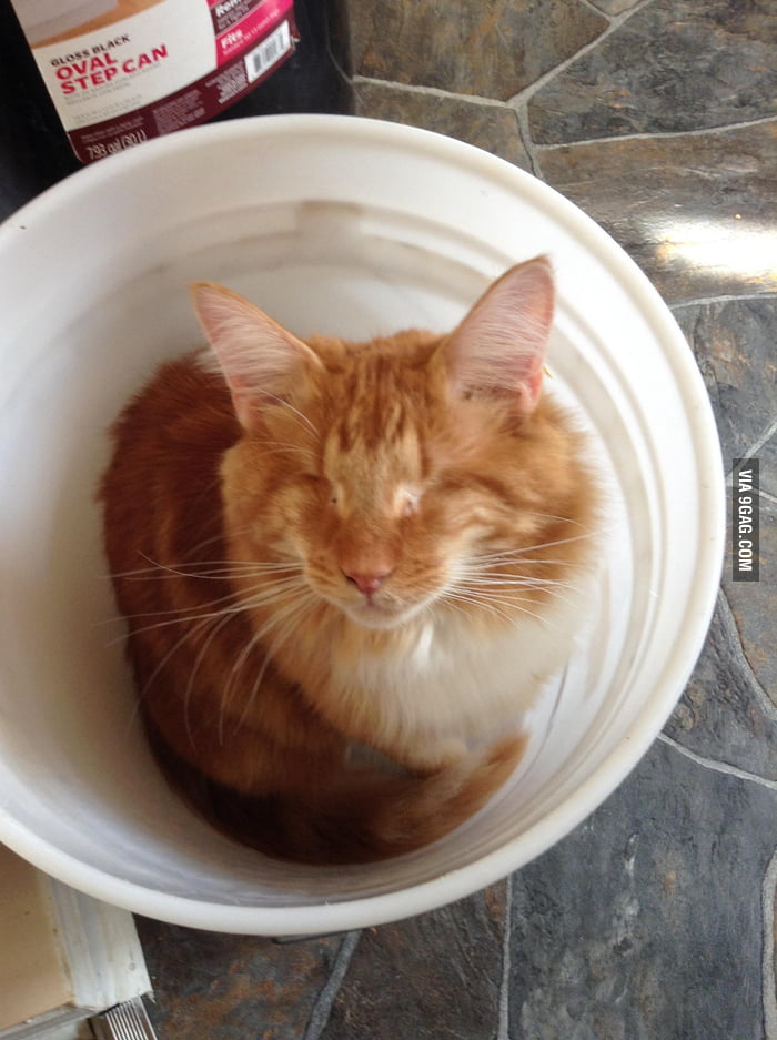 My brother's cat with no eyes - 9GAG