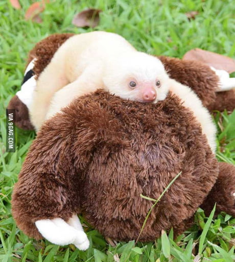 baby sloth cuddly toy