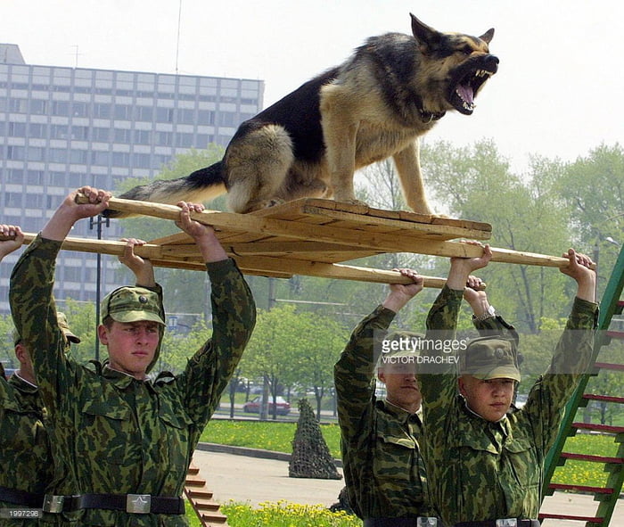Как называют людей которые служат. Собаки на службе. Собаки в армии. Немецкая овчарка на службе в армии. Кинолог в армии.