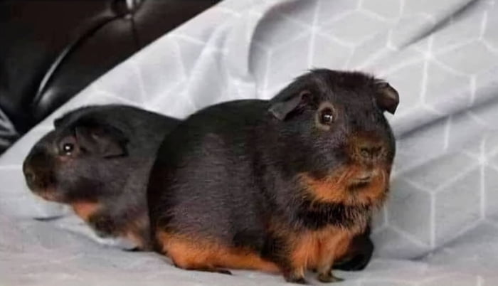 Guinea Rottweilers Rottweiler is not growing, what should I feed him to make him grow? - 9GAG