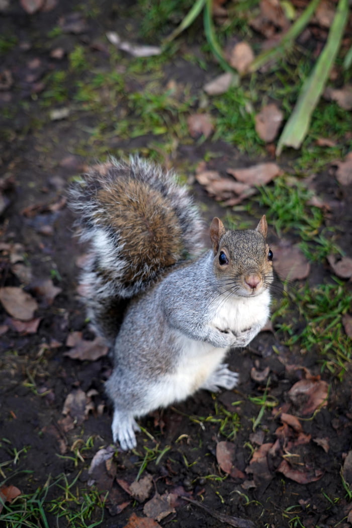 A little squirrel came to take a photo in St James's Park in London - 9GAG