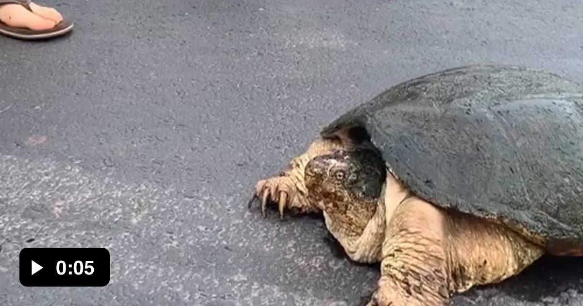 Snapping Turtle Makes Half A Hotdog Absolutely Disappear - 9gag