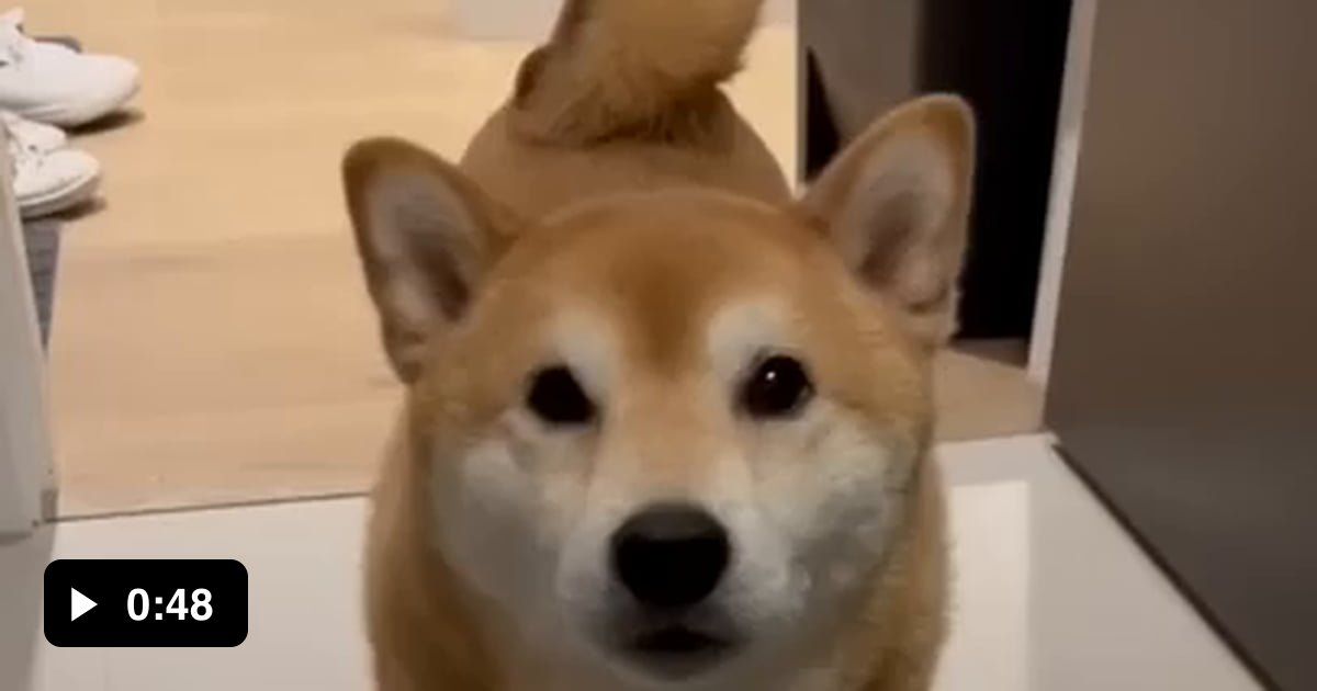 Dog asking for food the right way 9GAG