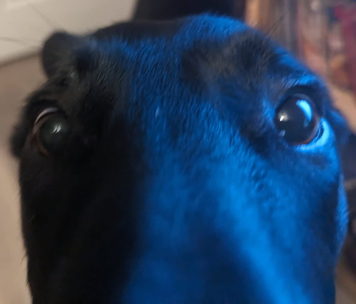 Random Doggo Images A random dog Doggo - 9GAG