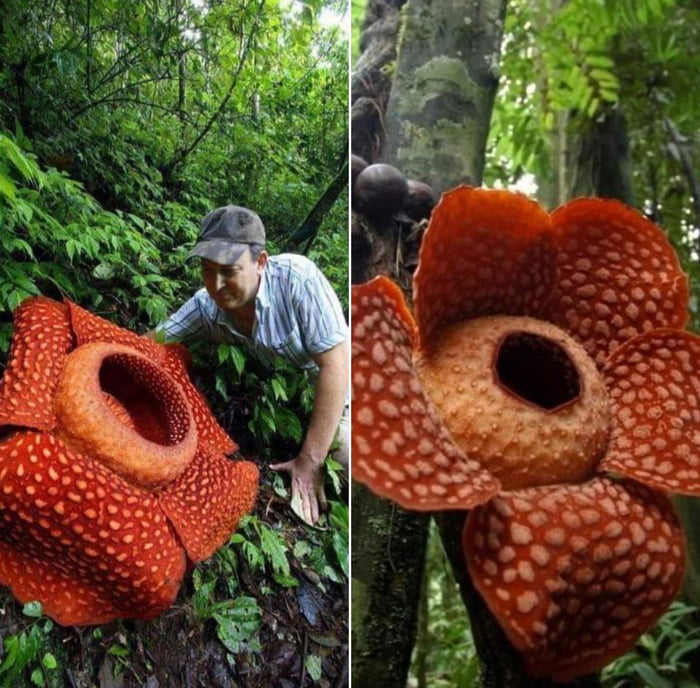 Rafflesia, the largest flower in the world. - 9GAG