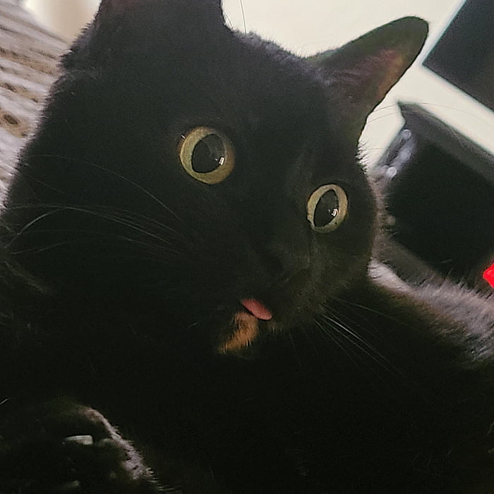 Wait a damn minute. The mouse that keeps showing up in my play station