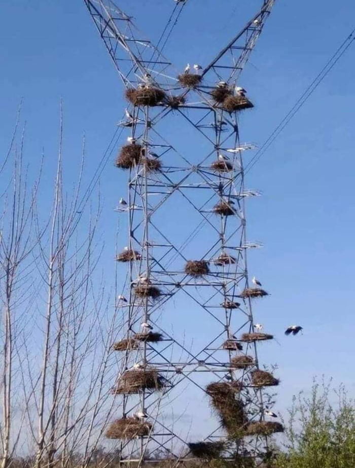 bird-charging-station-or-what-9gag