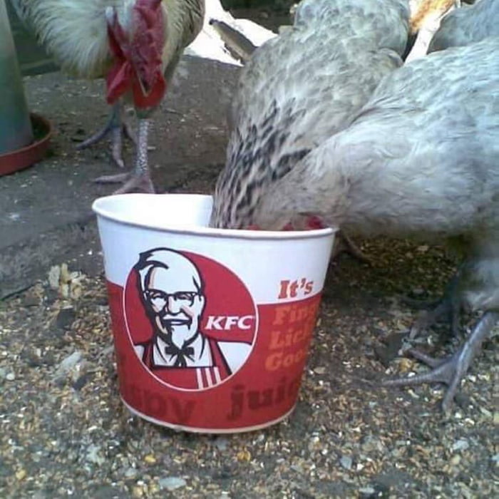 Why Did The Chicken Cross The Road Kfc Is The Answer 9gag