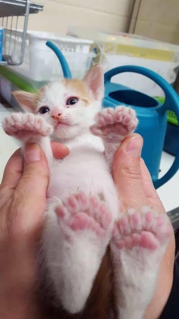 Сколько пальцев у кошки на задних лапах