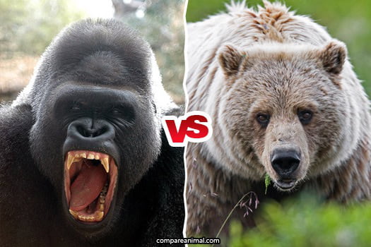 grizzly bear vs silverback gorilla