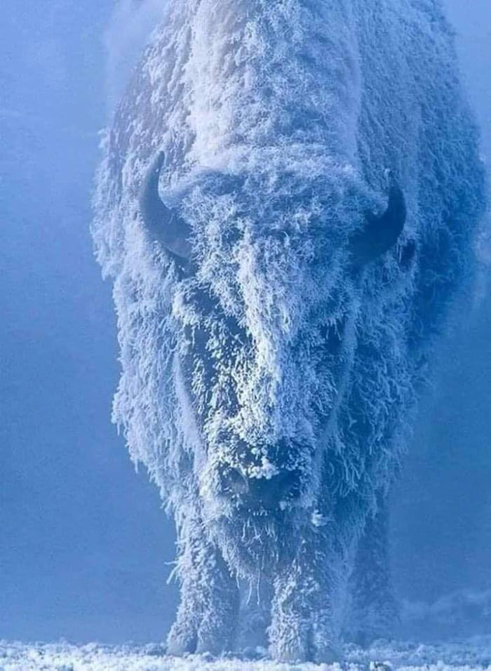 Himalayan Yak captured after whole night spend in heavy snow! - 9GAG